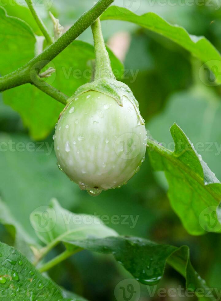 Thai eggplant on its tree photo