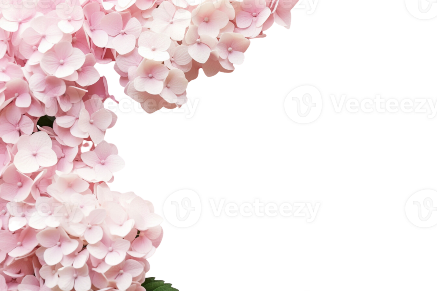 AI Generated  banner background blue and pink hydrangea flowers transparent background copy space suitable for greeting card invitation decoration png