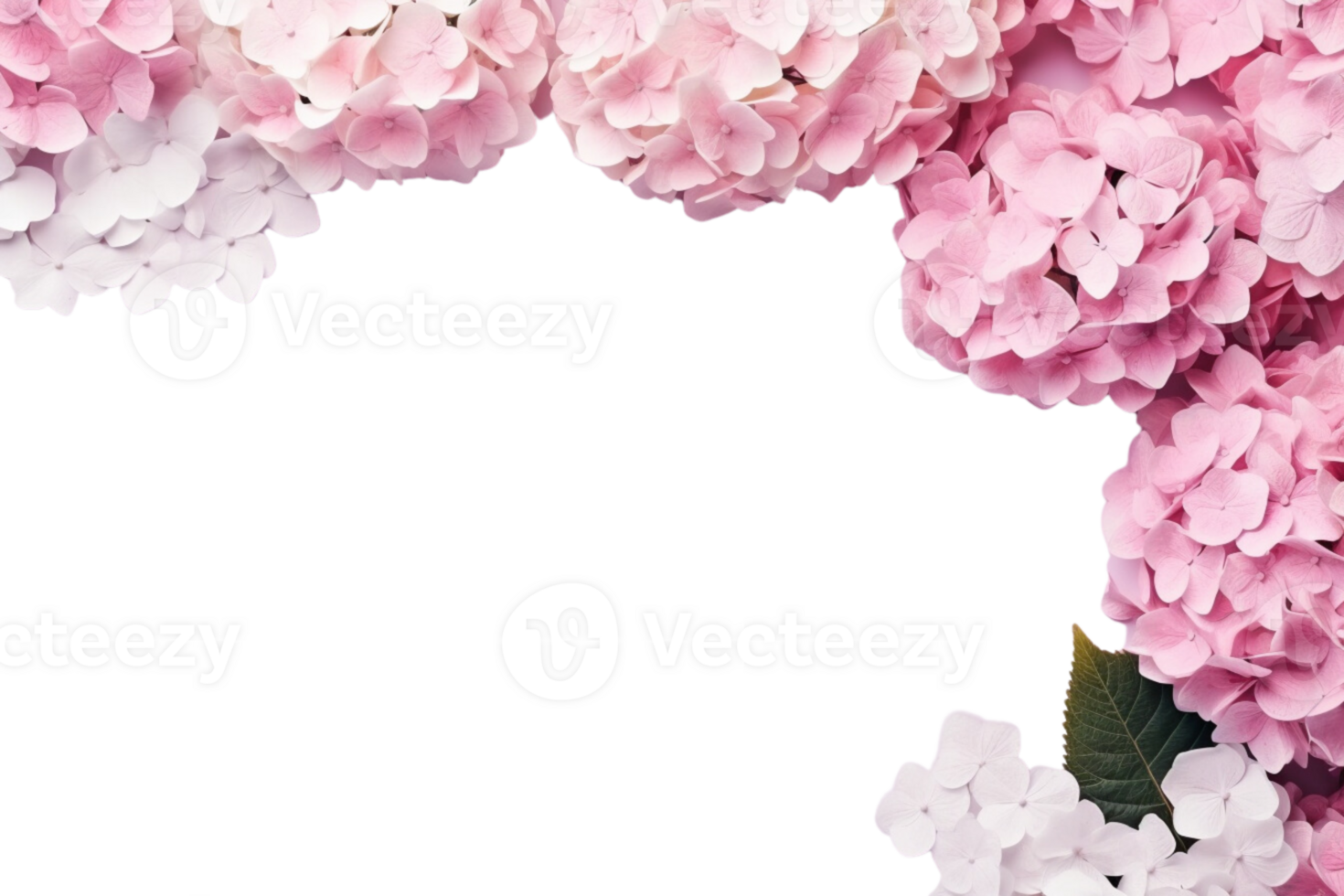 AI Generated  banner background blue and pink hydrangea flowers transparent background copy space suitable for greeting card invitation decoration png