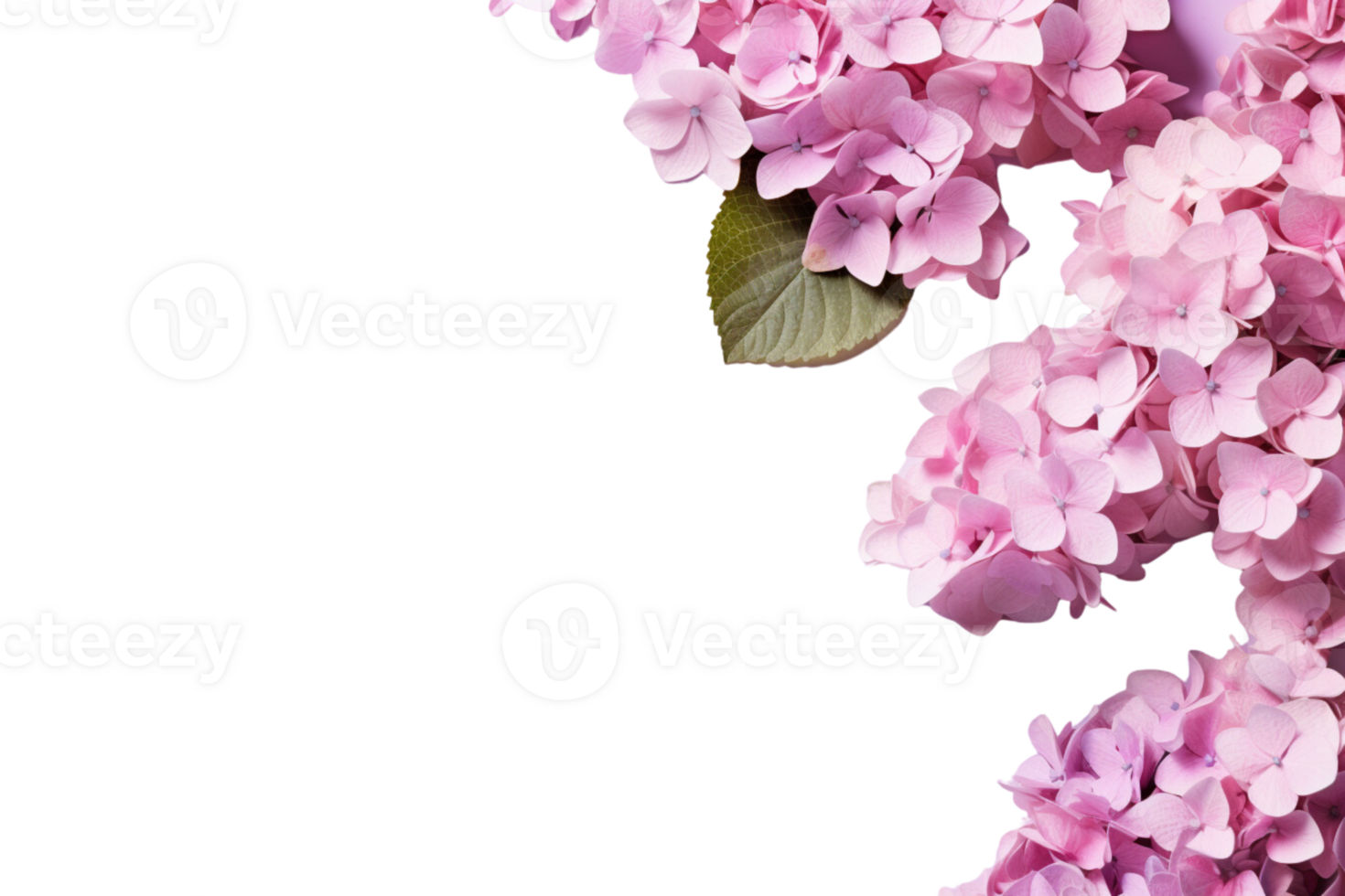 AI Generated  banner background blue and pink hydrangea flowers transparent background copy space suitable for greeting card invitation decoration png