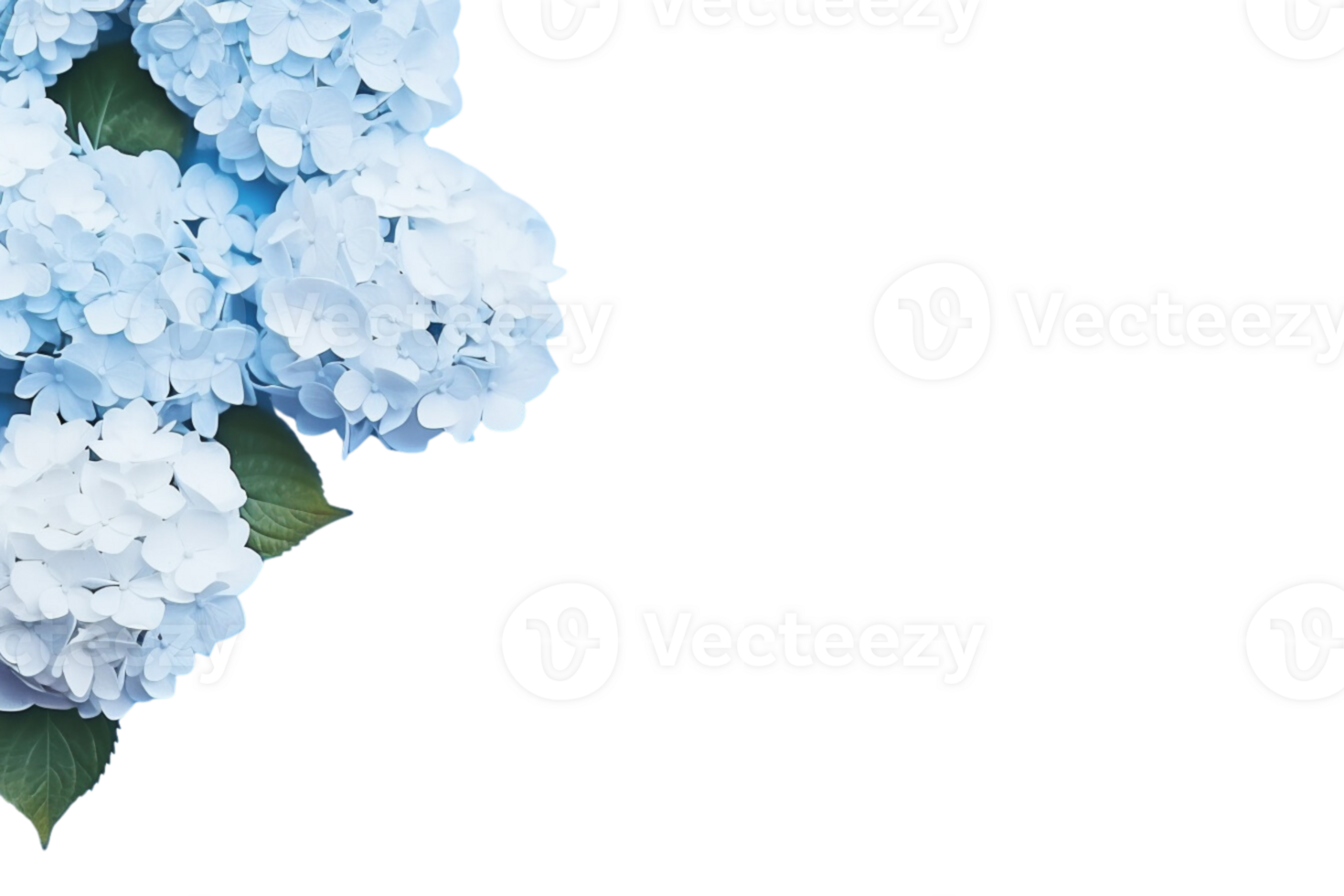 AI Generated  banner background blue and pink hydrangea flowers transparent background copy space suitable for greeting card invitation decoration png