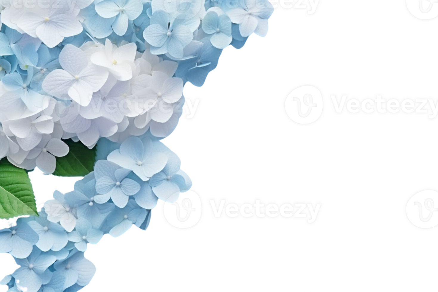 AI Generated  banner background blue and pink hydrangea flowers transparent background copy space suitable for greeting card invitation decoration png