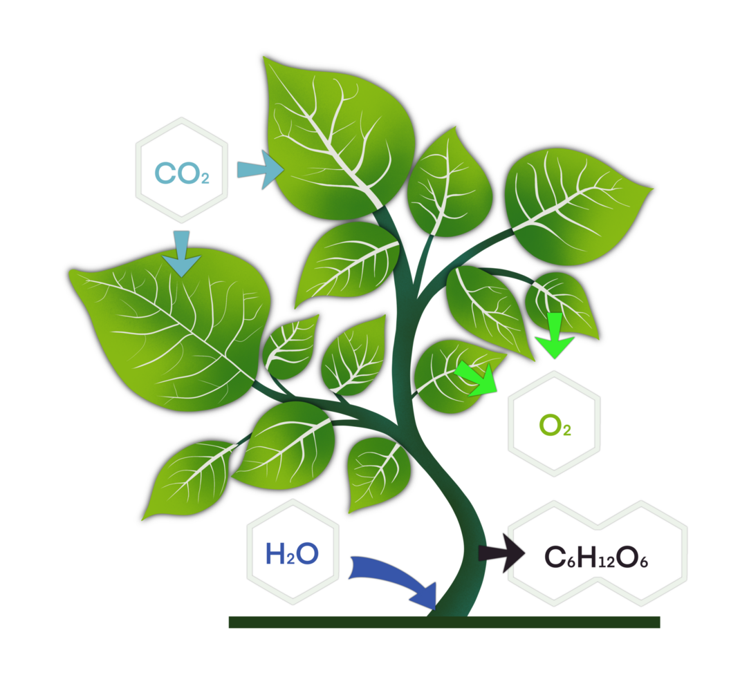 photosynthesis, plant has emerged from nutrient-rich soil and surrounded by a variety of chemical elements that are essential for photosynthesis, including carbon dioxide, water, oxygen, and glucose png