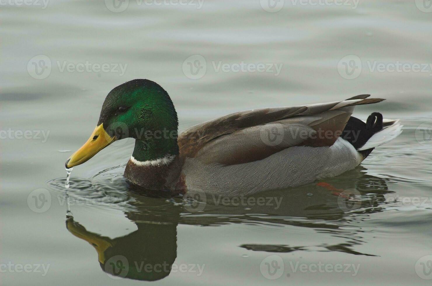 colorful single drake bird floating on gray water photo