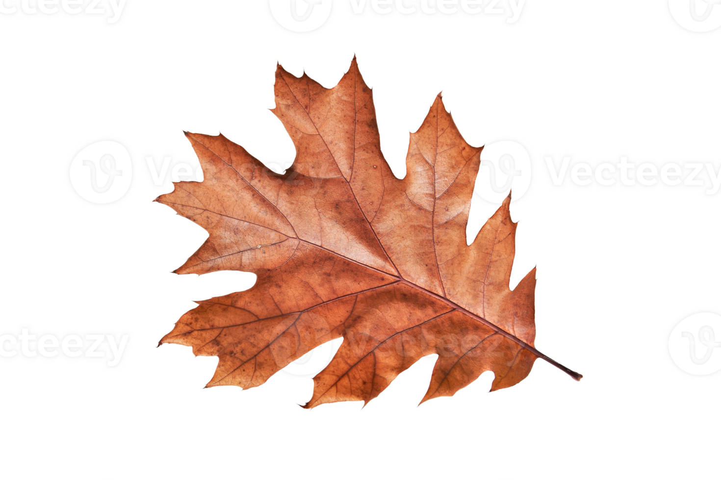 Autumn oak leaf isolated on white background. Clip art png