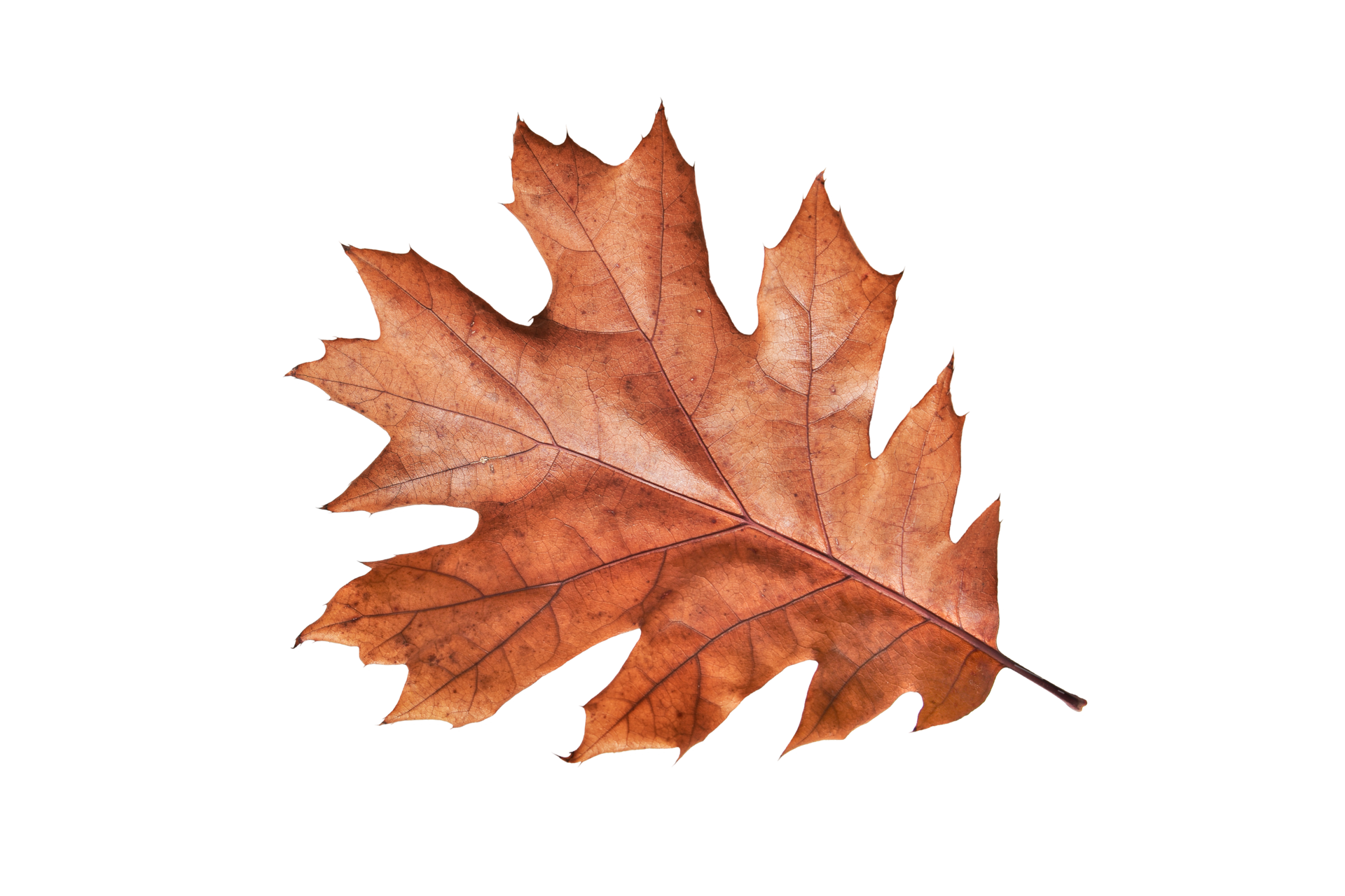 Autumn oak leaf isolated on white background. Clip art 27525469 PNG