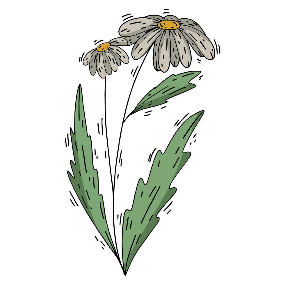 chamomile  flower on a white background - a doodle style plant vector