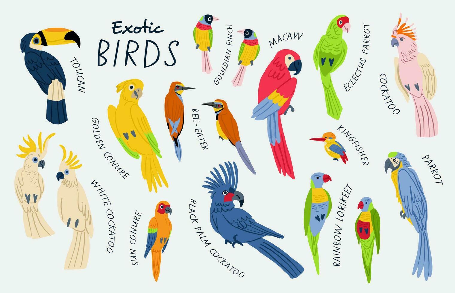 Mega collection of exotic birds with titles. Cockatoo, macaw, parrot, white cockatoo, sun conure, golden conure, Gouldian finch, toucan, bee-eater, rainbow lorikeet,  Kingfisher. Birds illustrations vector