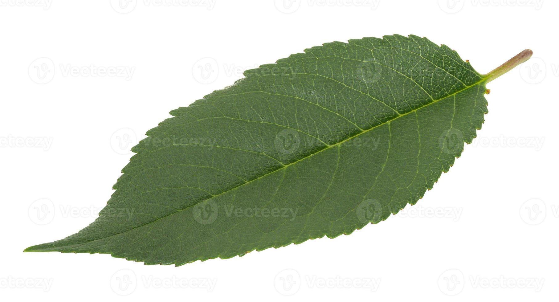 verde Cereza hoja en blanco aislado antecedentes foto