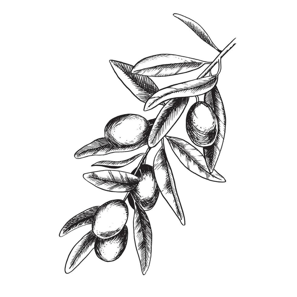 Olive branch with leaves and fruits. Vector illustration in sketch style. Engraving. Isolated on white background. For packaging design, wedding, stationery, greetings, wallpapers, and invitations