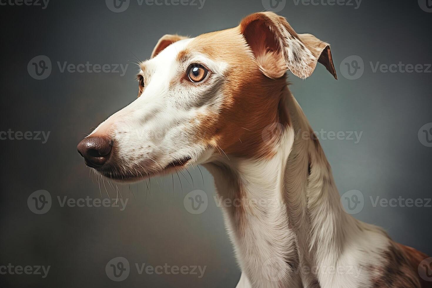 Portrait of a greyhound dog. photo