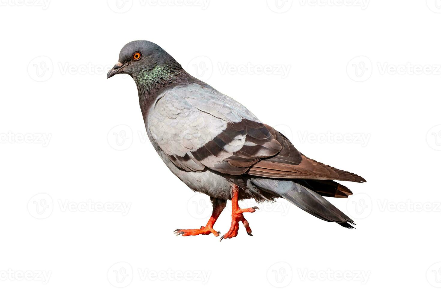 Full Body side view of pigeon bird standing and walking isolate on white background with clipping path, gray pigeon photo