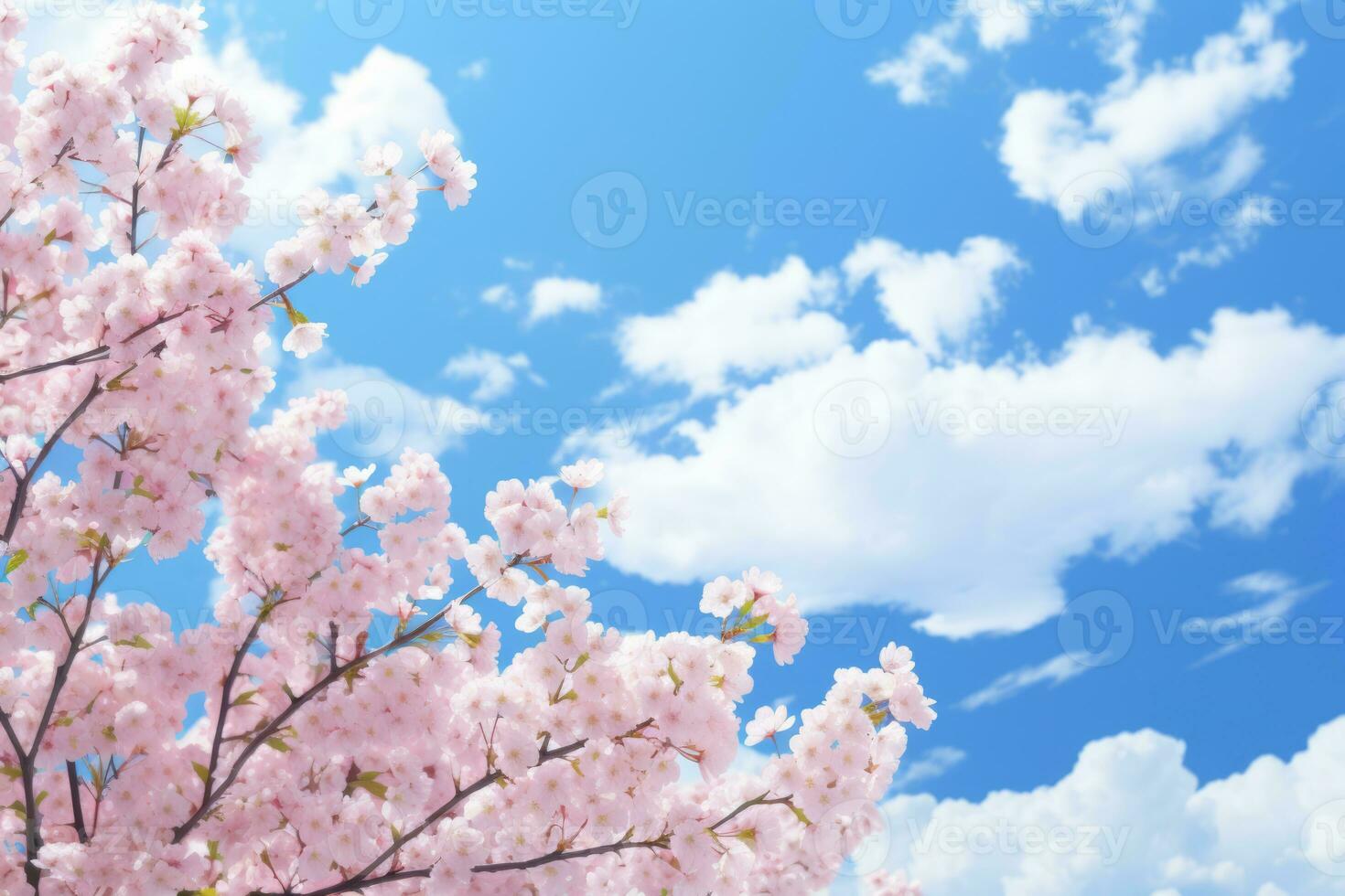 Cherry blossoms, blue sky and white clouds. AI generated photo