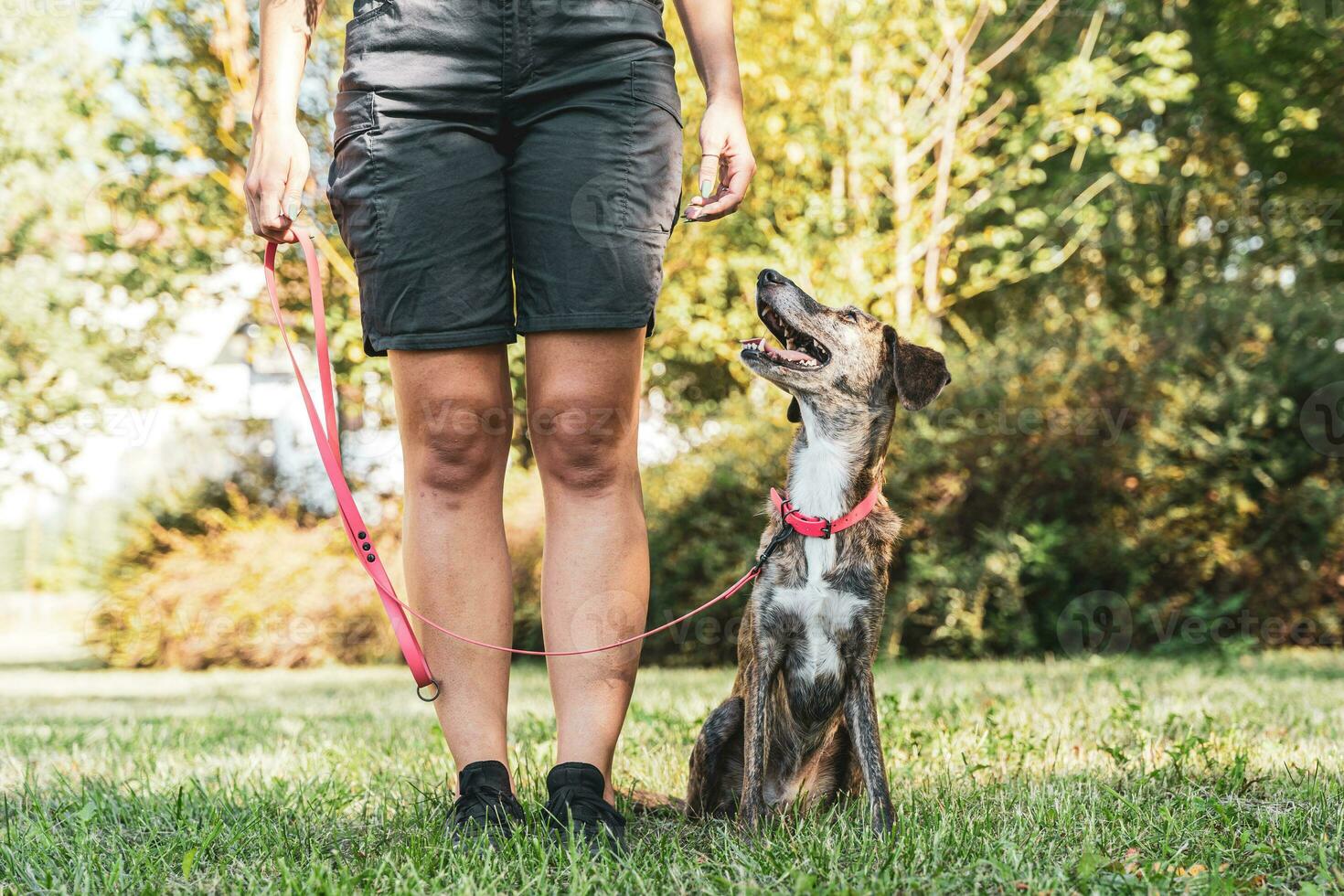 beautiful female dog trainer is training her dog in an outdoor park photo