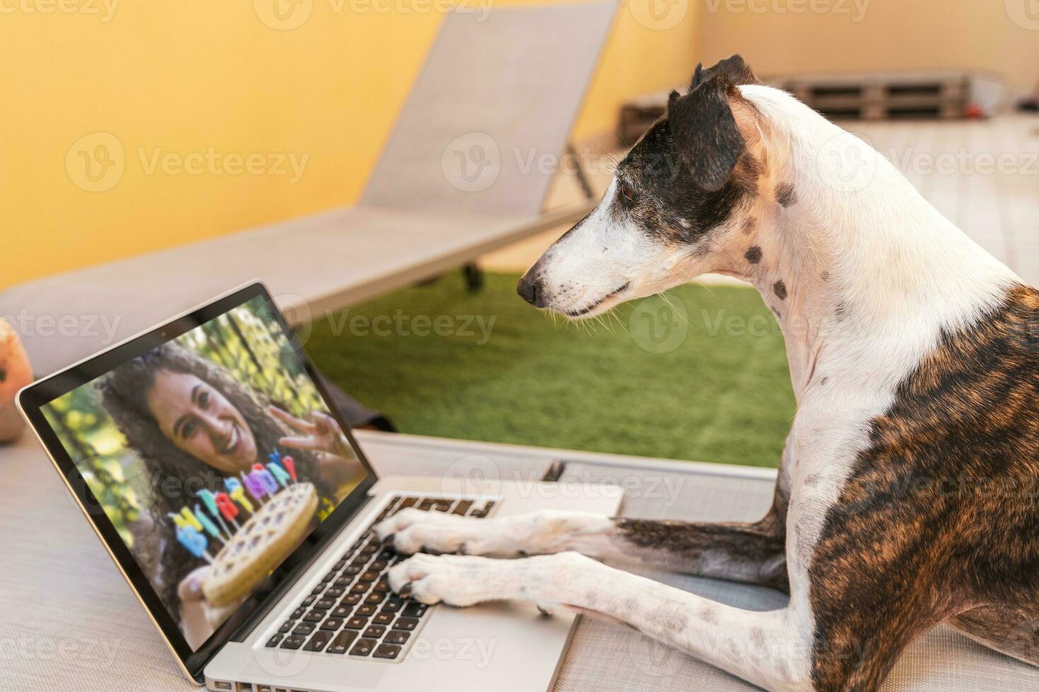 a smart dog looking at the picture of his mistress celebrating him from a computer monitor photo