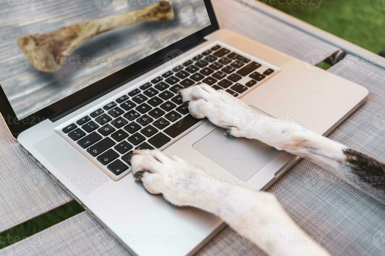 a dog looking at an image of a bone on a computer monitor photo