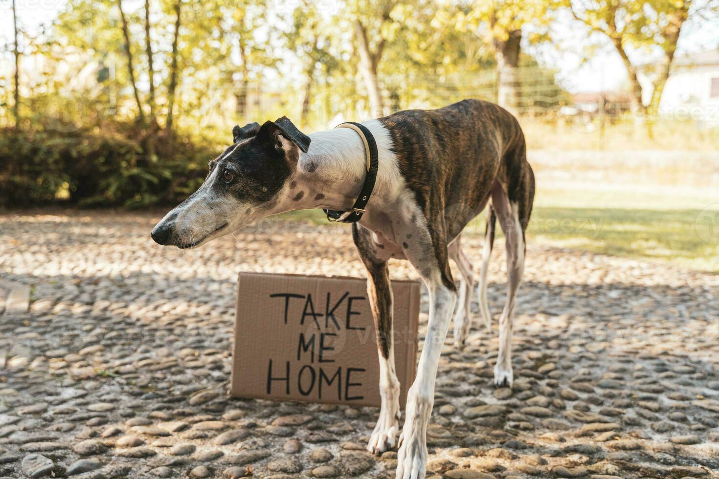 portrait of dog standing on a cobblestone street showing an adoption request sign photo