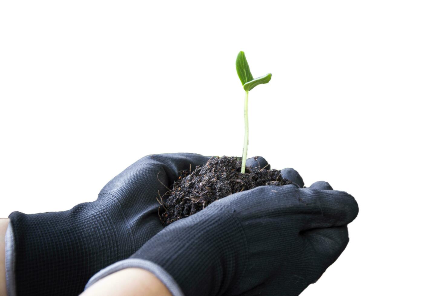 plántulas ese agricultores sostener en su manos fuerte plántulas Listo a planta foto