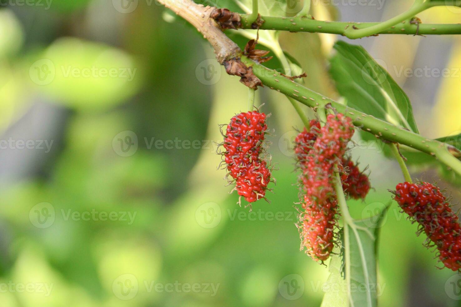 The ripe fruit of the mulberry is red and black. photo