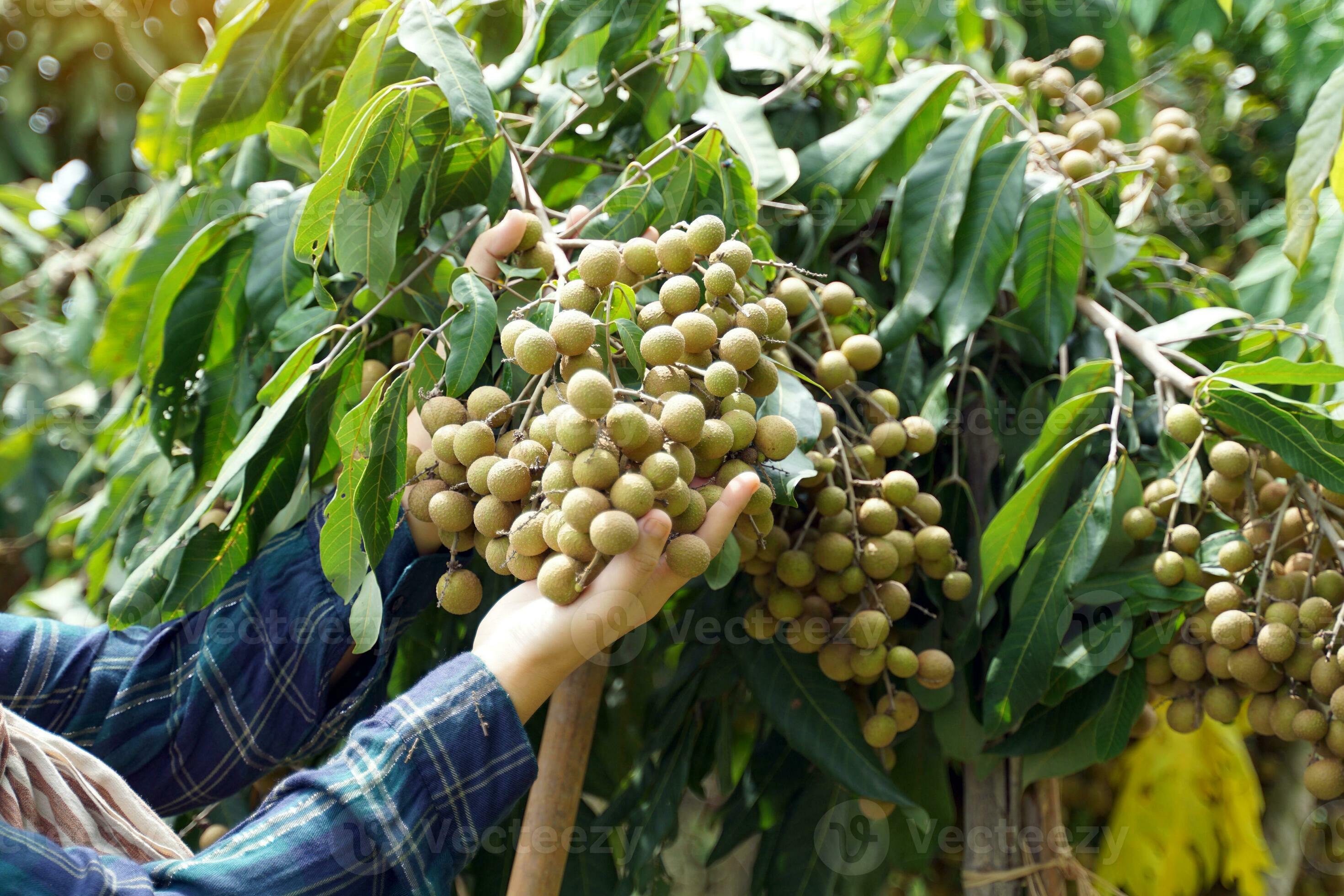 longan agricultores sostener longan Fruta en el árbol a ver sus