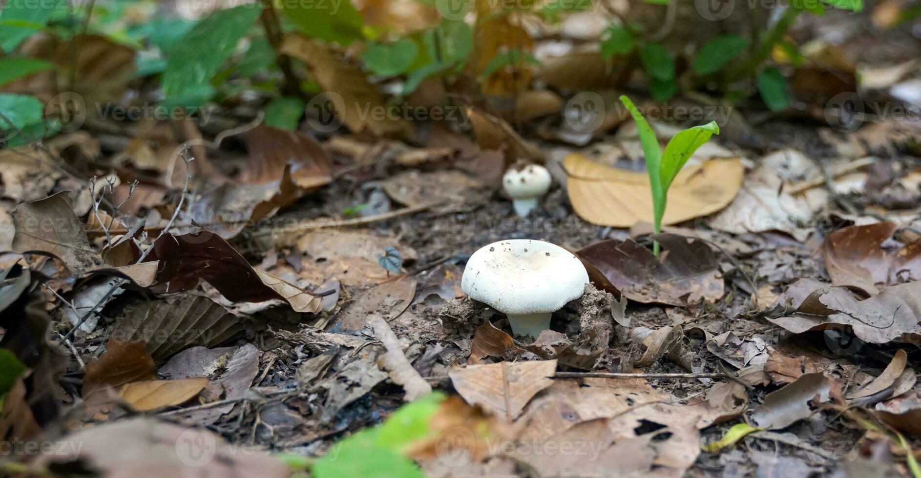 Wild mushrooms grow in the northern forests of Thailand during the rainy season. There are many types, both edible and non-edible, a source of natural fat-free protein suitable for cooking. photo