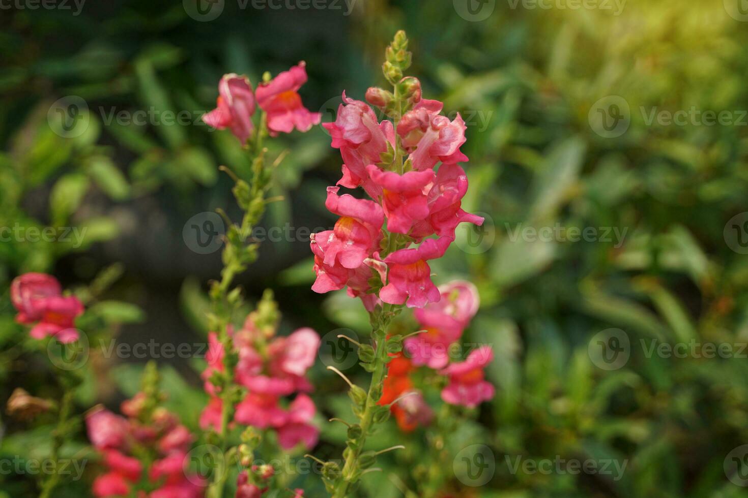 pink snapdragon flower when squeezing the side of the flower. The petals are separated like a dragon's mouth, sometimes like a rabbit's nose. Therefore, it is also called Bunny rabbit. photo