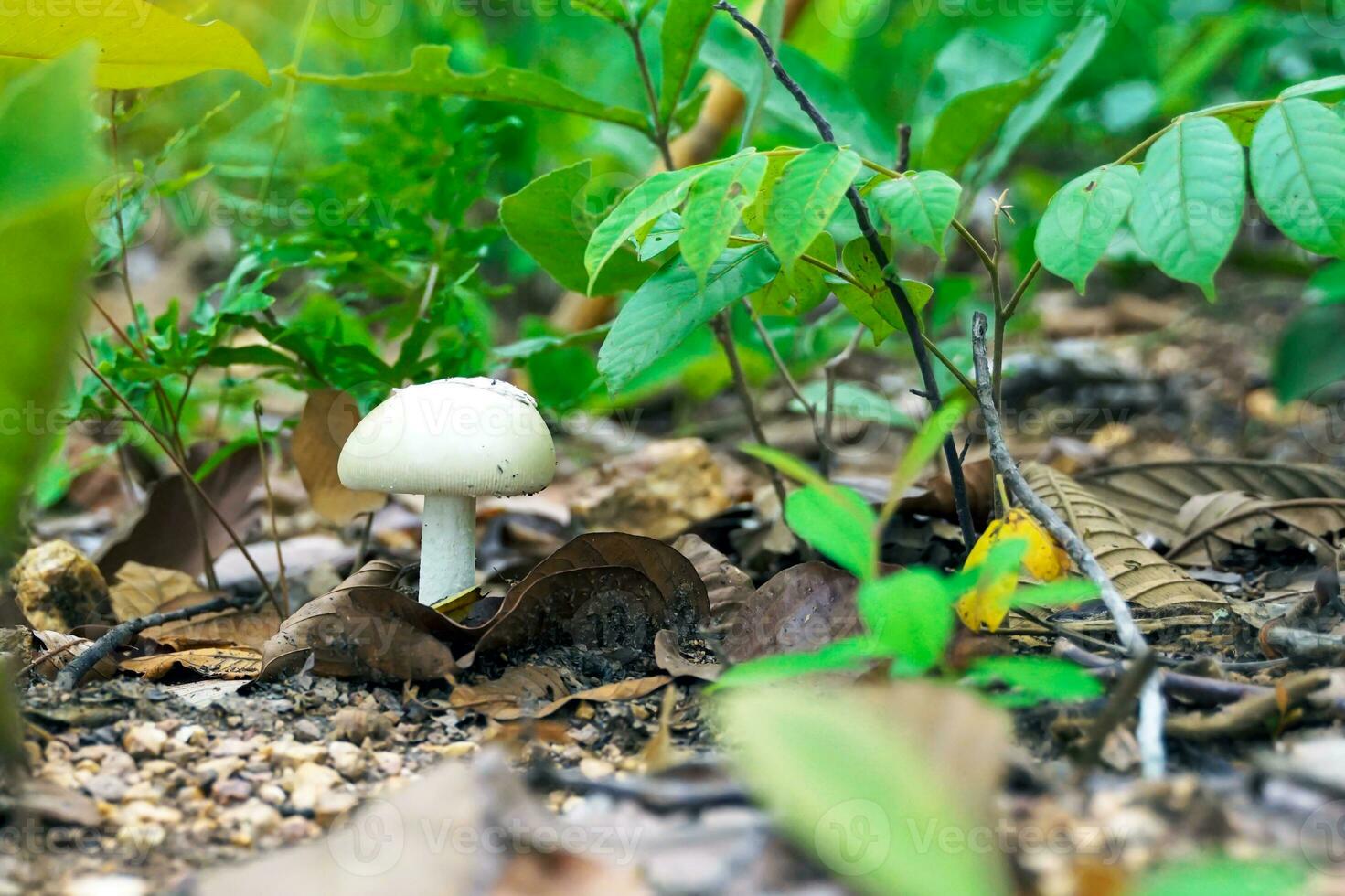 Wild mushrooms grow in the northern forests of Thailand during the rainy season. There are many types, both edible and non-edible, a source of natural fat-free protein suitable for cooking. photo