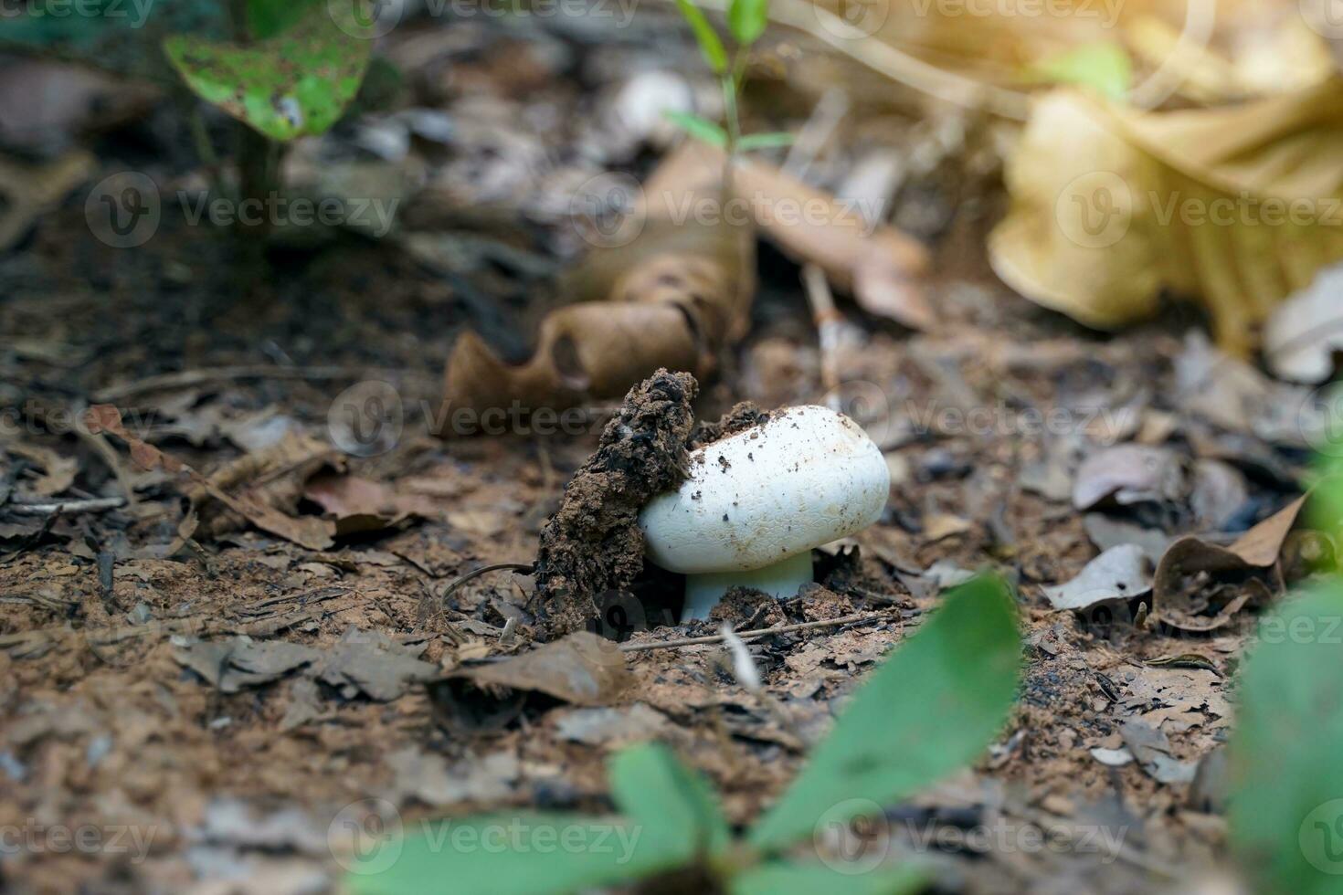 Wild mushrooms grow in the northern forests of Thailand during the rainy season. There are many types, both edible and non-edible, a source of natural fat-free protein suitable for cooking. photo