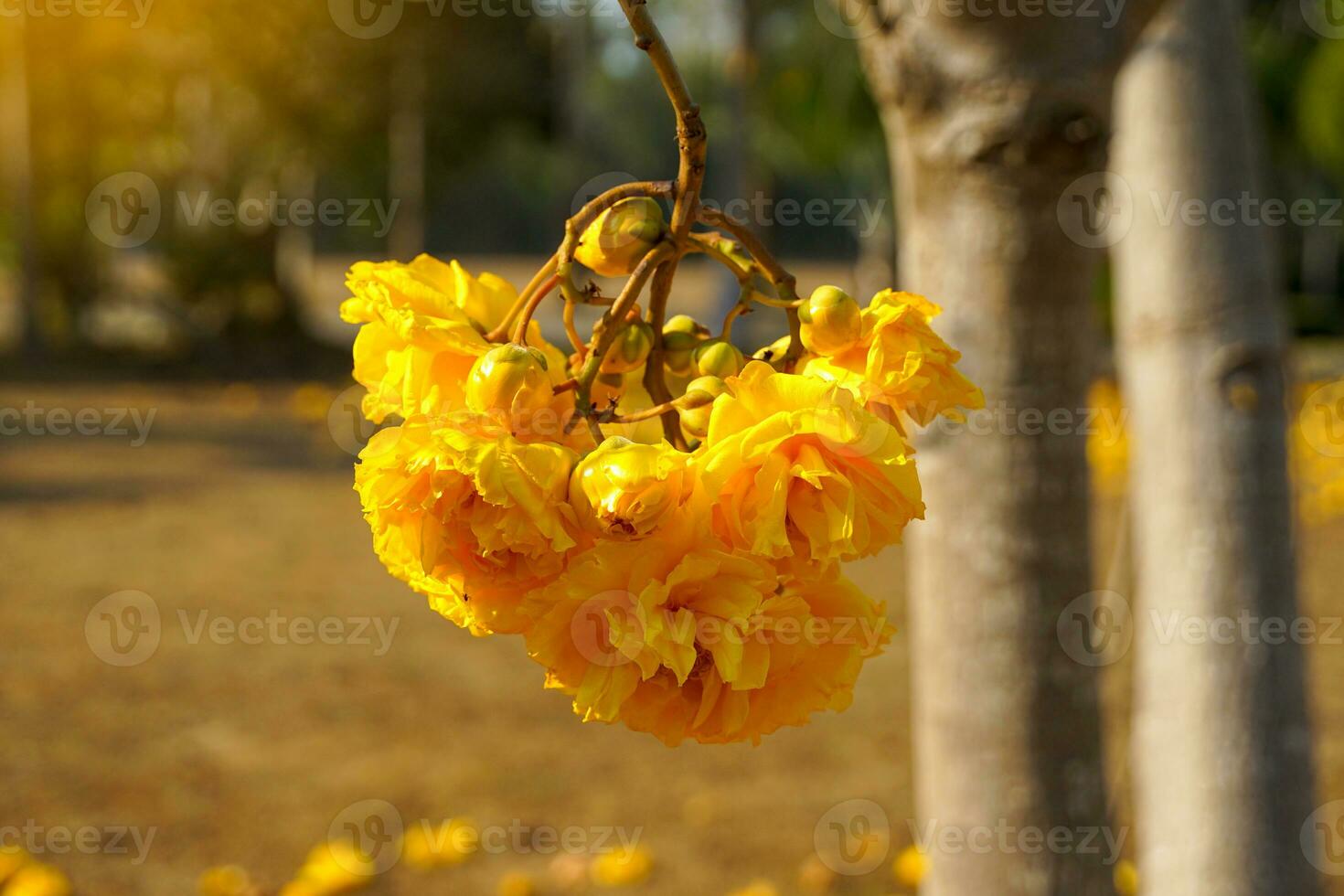 Yellow zilk cotton has double flowers. wavy petal edges Both petals and pollen are bright yellow. When flowering, it will be released at the beginning of the year and will leave almost all the leaves. photo