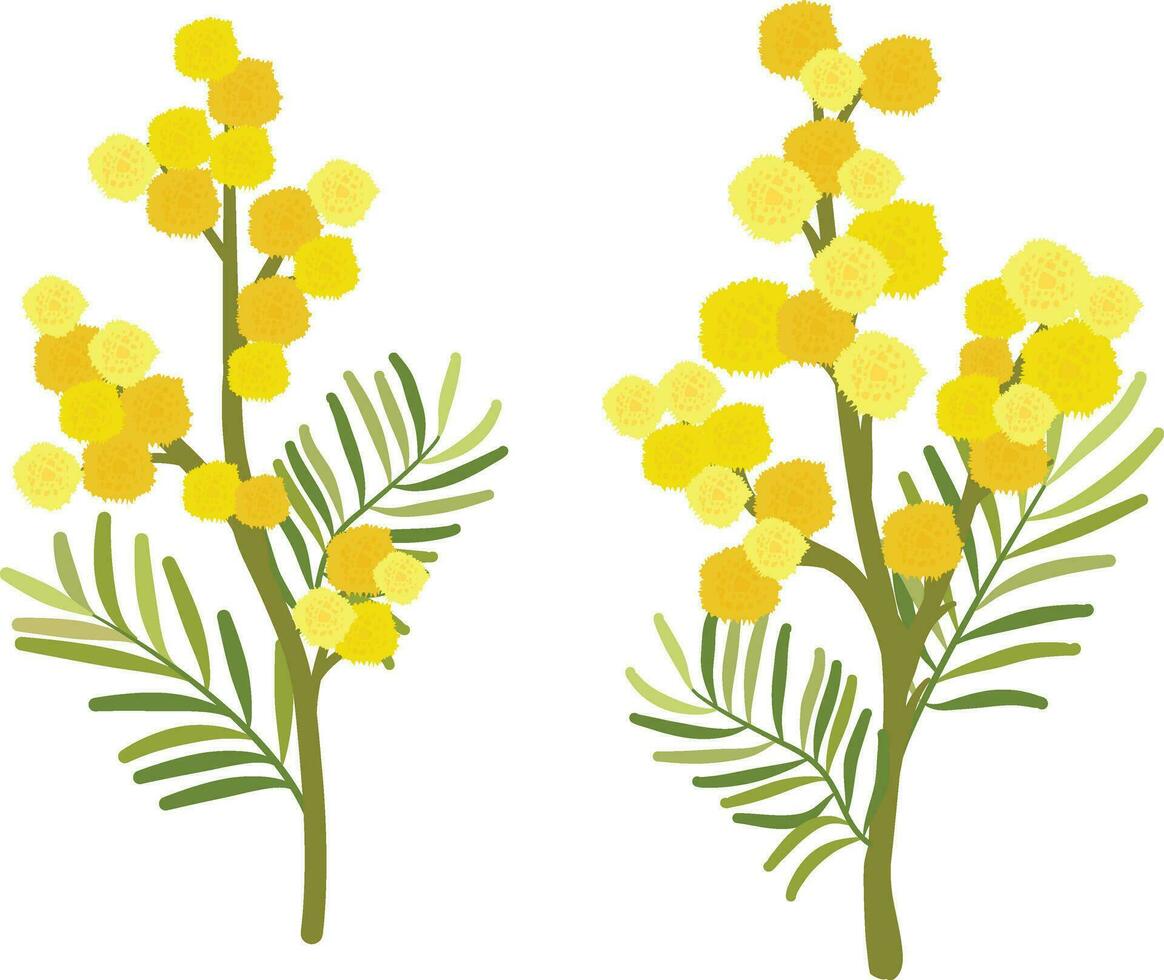 Set of yellow mimosa flowers. Bundle pretty spring flowering plant part. vector