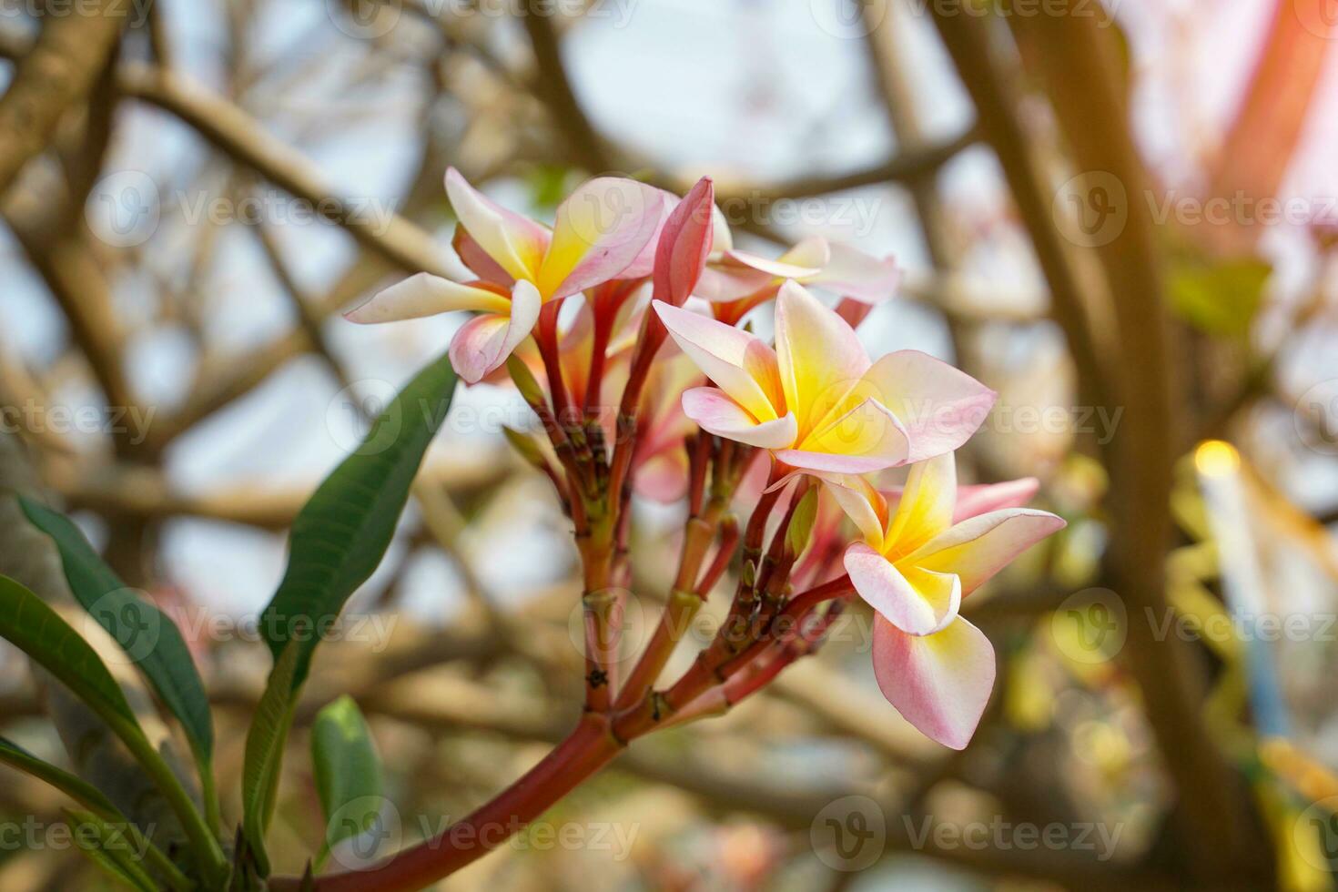 pink Frangipani flowers Commonly known as plumeria, Frangipani, Temple tree. The flowers are fragrant and are medicinal herbs used in combination with betel nut. Soft and selective focus. photo