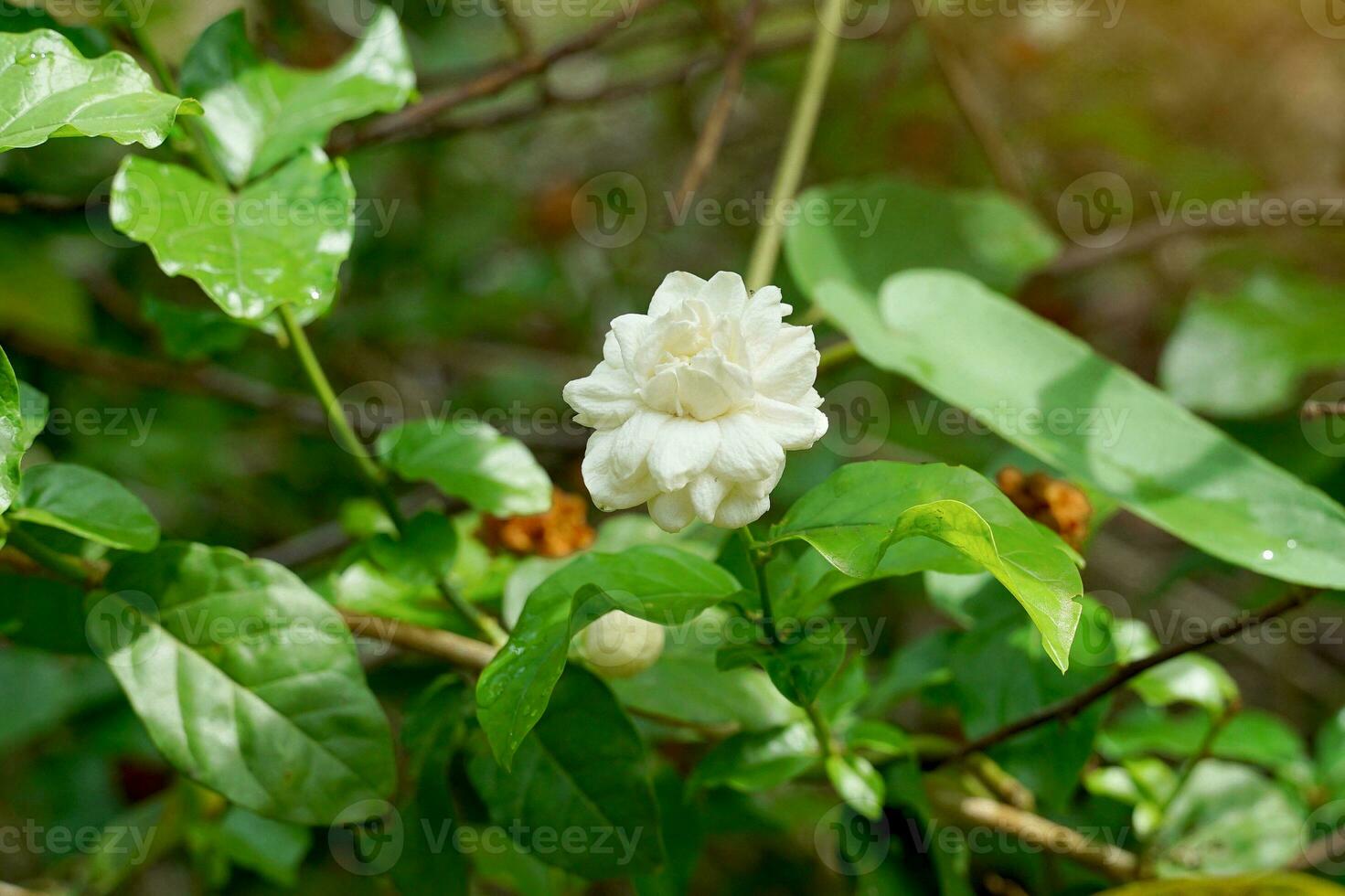 Arabian Jasmine flowers are white and fragrant. Used as a Mother's Day symbol, made into a garland, used in the aromatherapy industry. Used to make tea and flavor tea leaves. photo