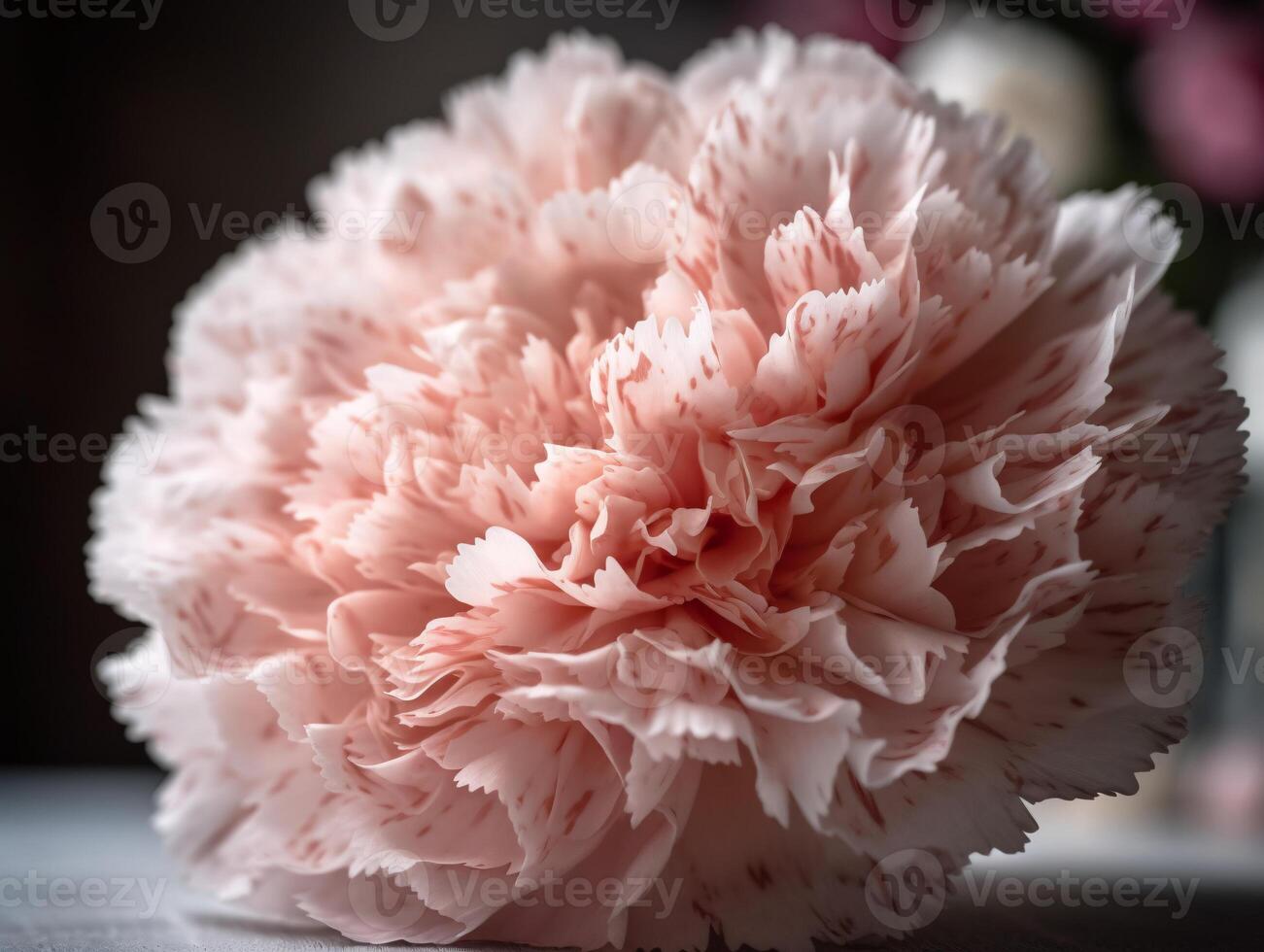 Delicate Pink Carnation Close-Up with Blurred White Background - photo