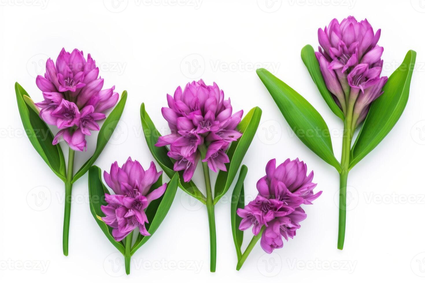 Purple Hyacinths with Green Leaves on White Background - Delicate Flower Details, Elegant Arrangement, Top View - photo