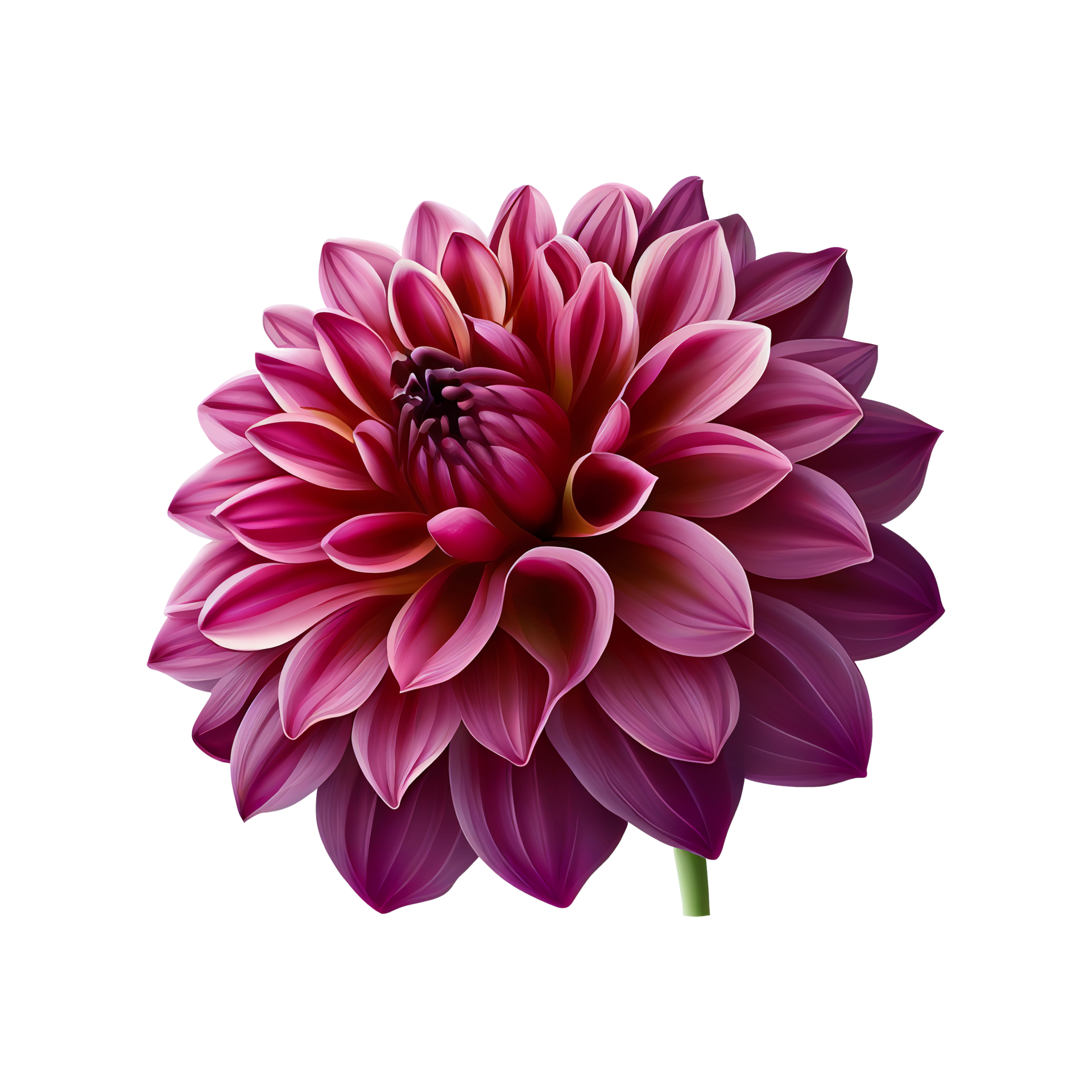 Dahlia Flower Dahlia Flower Png Dahlia Flower Transparent Background