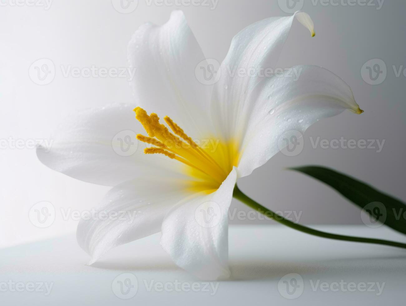 Elegant Simplicity - A Minimalist Still-Life of a White Lily - AI generated photo