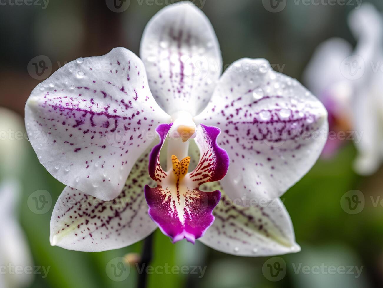 Soft and Serene - A Close-Up of a Delicate Orchid in Natural Light - AI generated photo