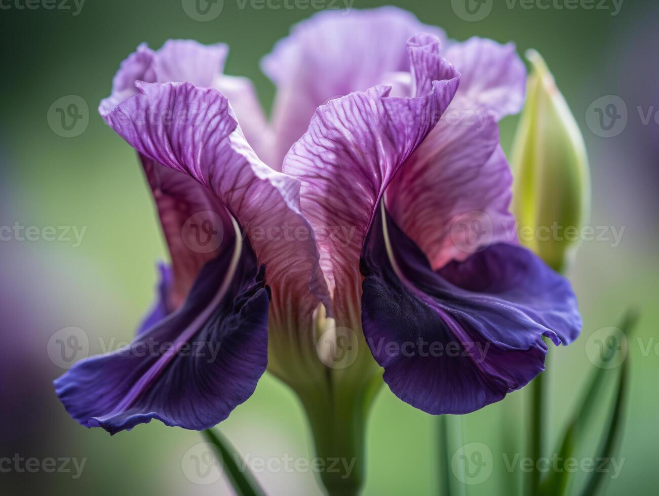 capturar el intrincado detalles de un púrpura iris - un macro fotografía obra maestra - ai generado foto