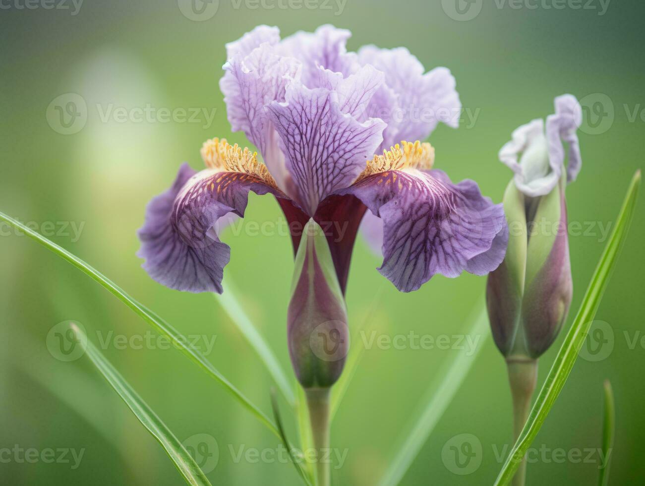 Purple Iris - A Captivating Study in Fine Art Photography - AI generated photo