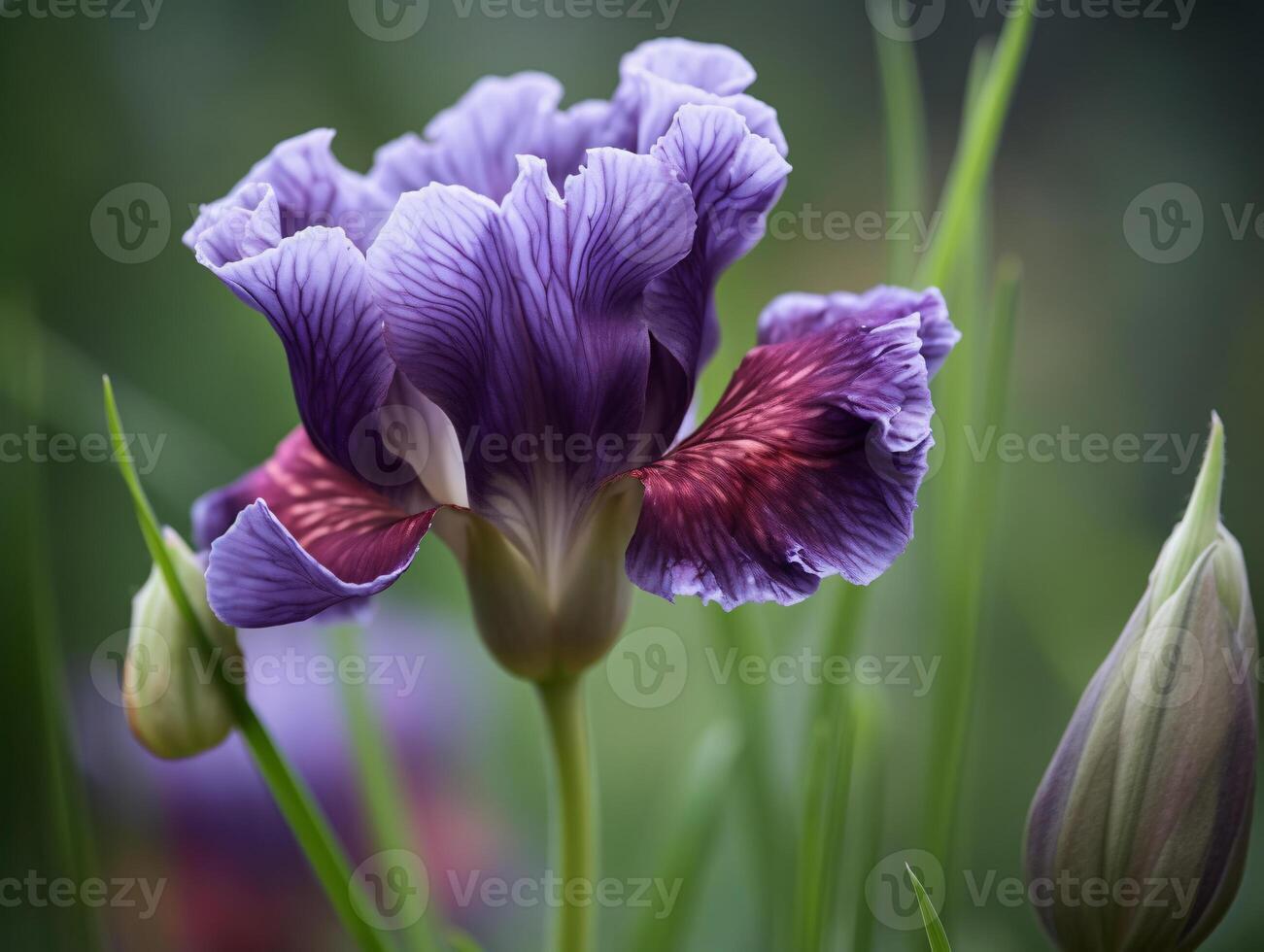 Purple Iris Macro Photography with Shallow Depth of Field and Dreamy Bokeh Effect. - photo