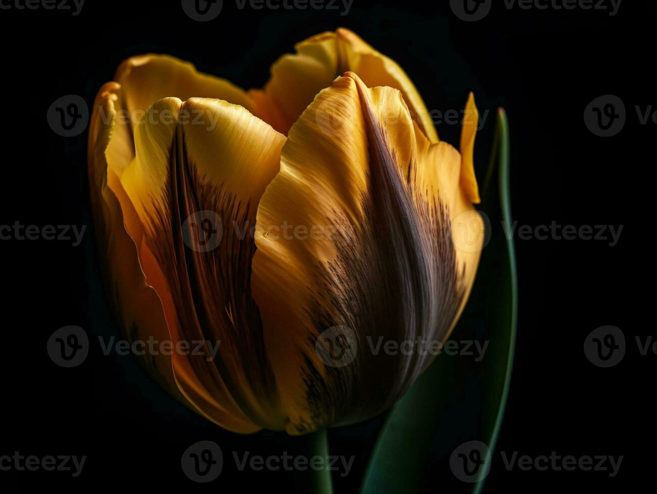 Yellow Tulip Macro Photography on Black Background with Vibrant Color and Delicate Texture. - AI generated photo