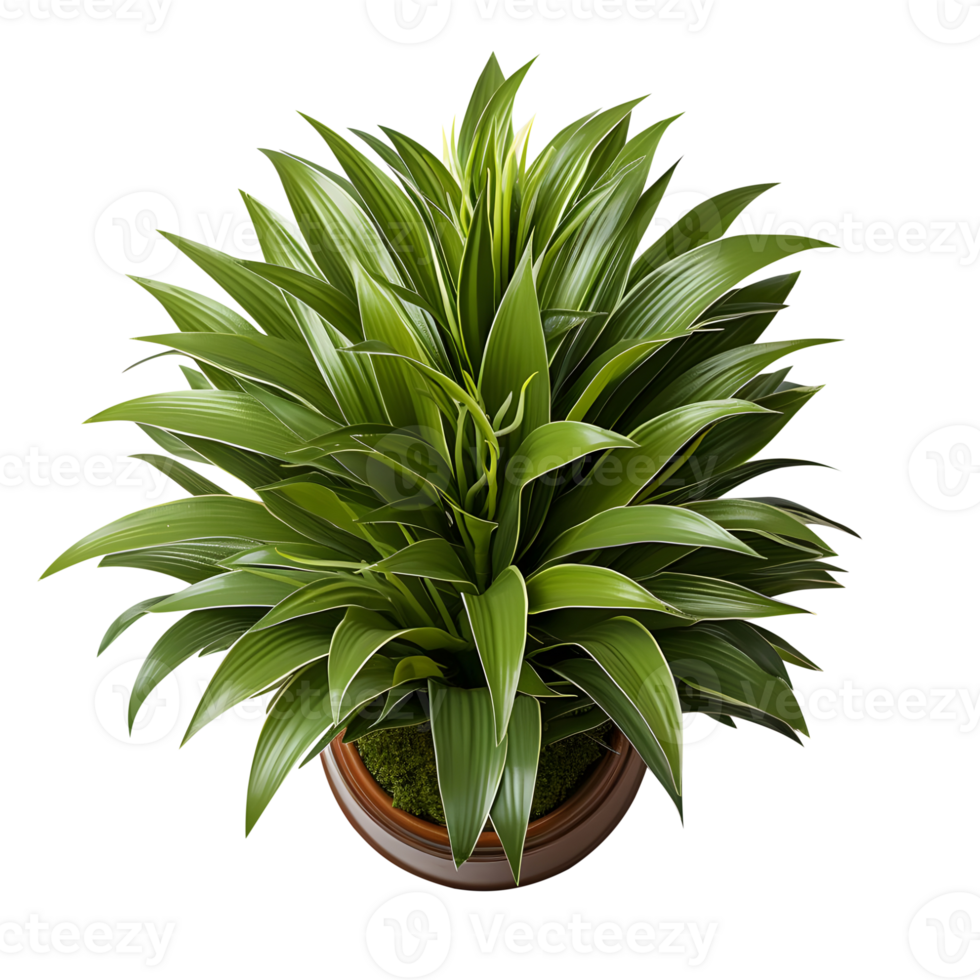 Houseplant in pot, Top view, Cutout, Ai generative png