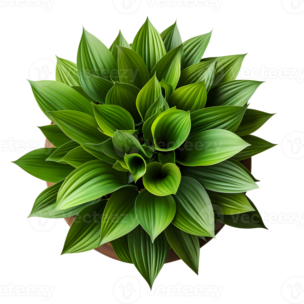 Houseplant in pot, Top view, Cutout, Ai generative png