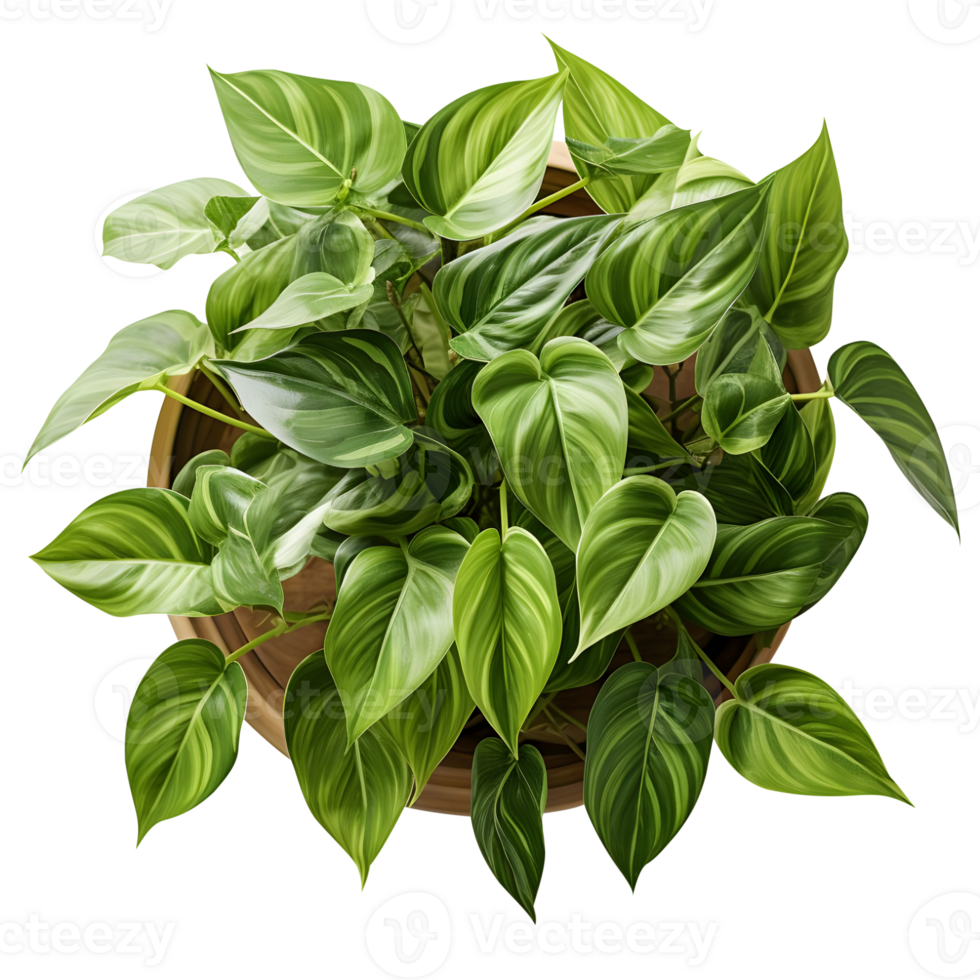 Houseplant in pot, Top view, Cutout, Ai generative png
