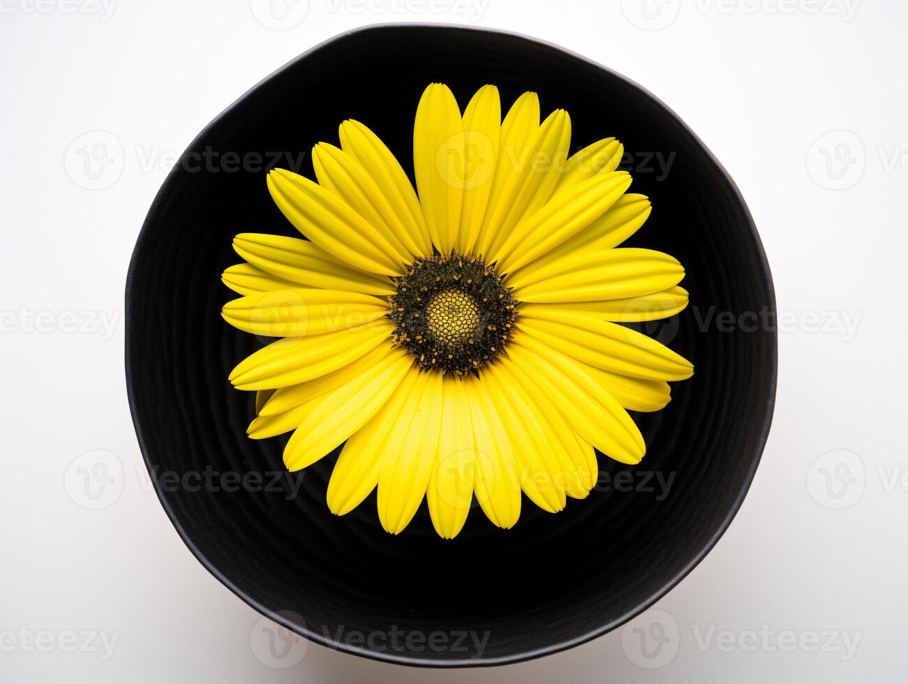 The Perfect Balance - A Centered Yellow Daisy on White - photo
