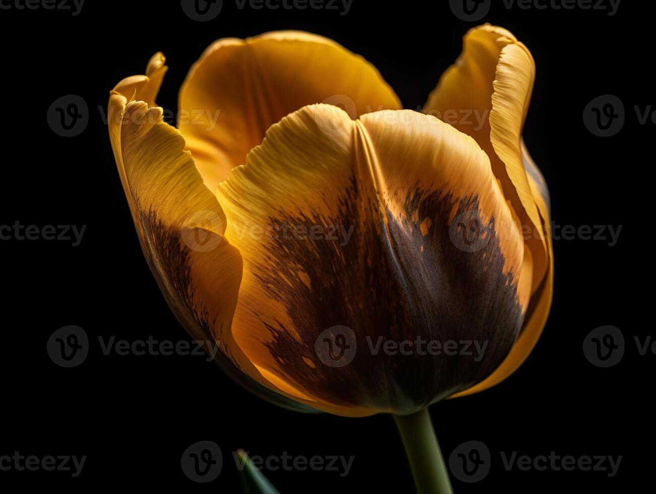 Vibrant and Delicate - A Close-Up Look at a Yellow Tulip - photo