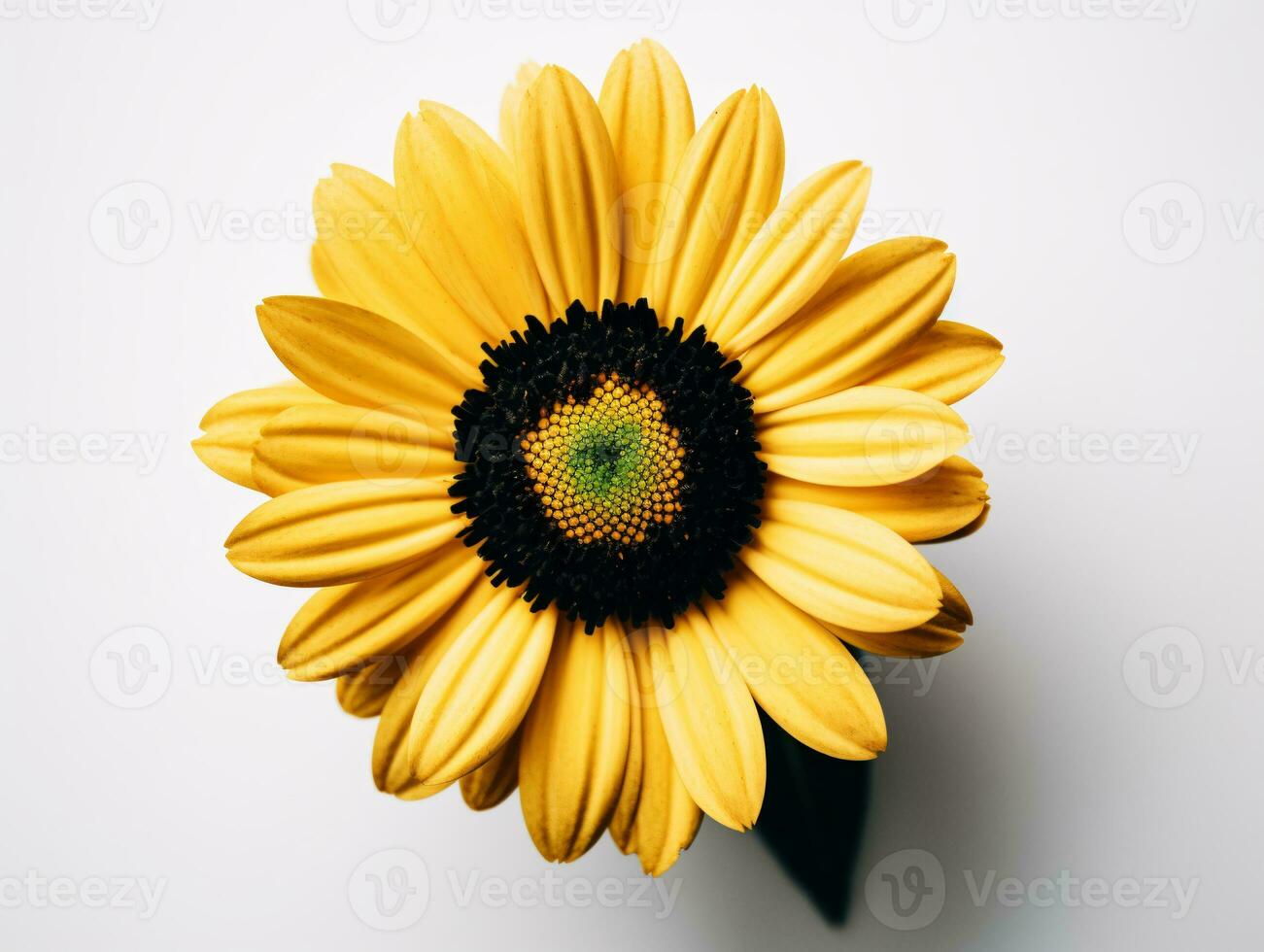 un símbolo de alegría - un soltero amarillo margarita en un blanco antecedentes - ai generado foto