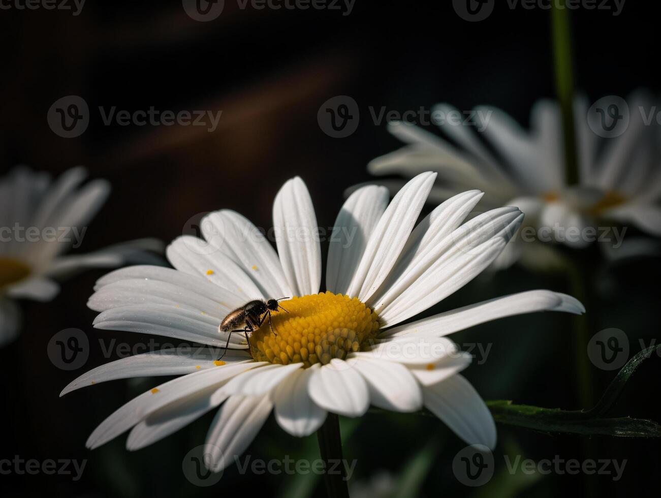 blanco margarita con mosca y jardín flores en todavía vida fotografía - ai generado foto