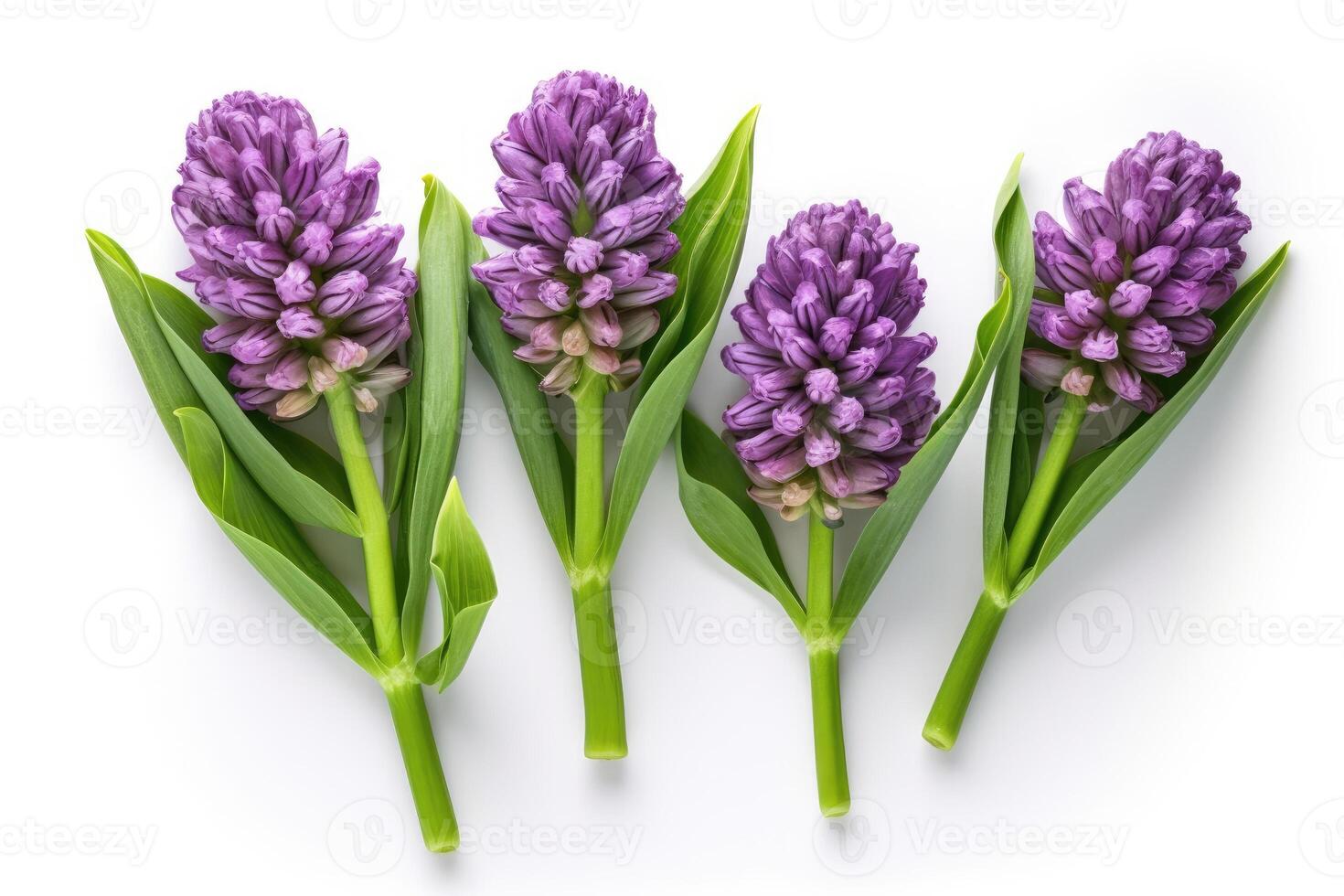 Capturing the Beauty of Purple Hyacinths in a Simple, Elegant Composition - photo