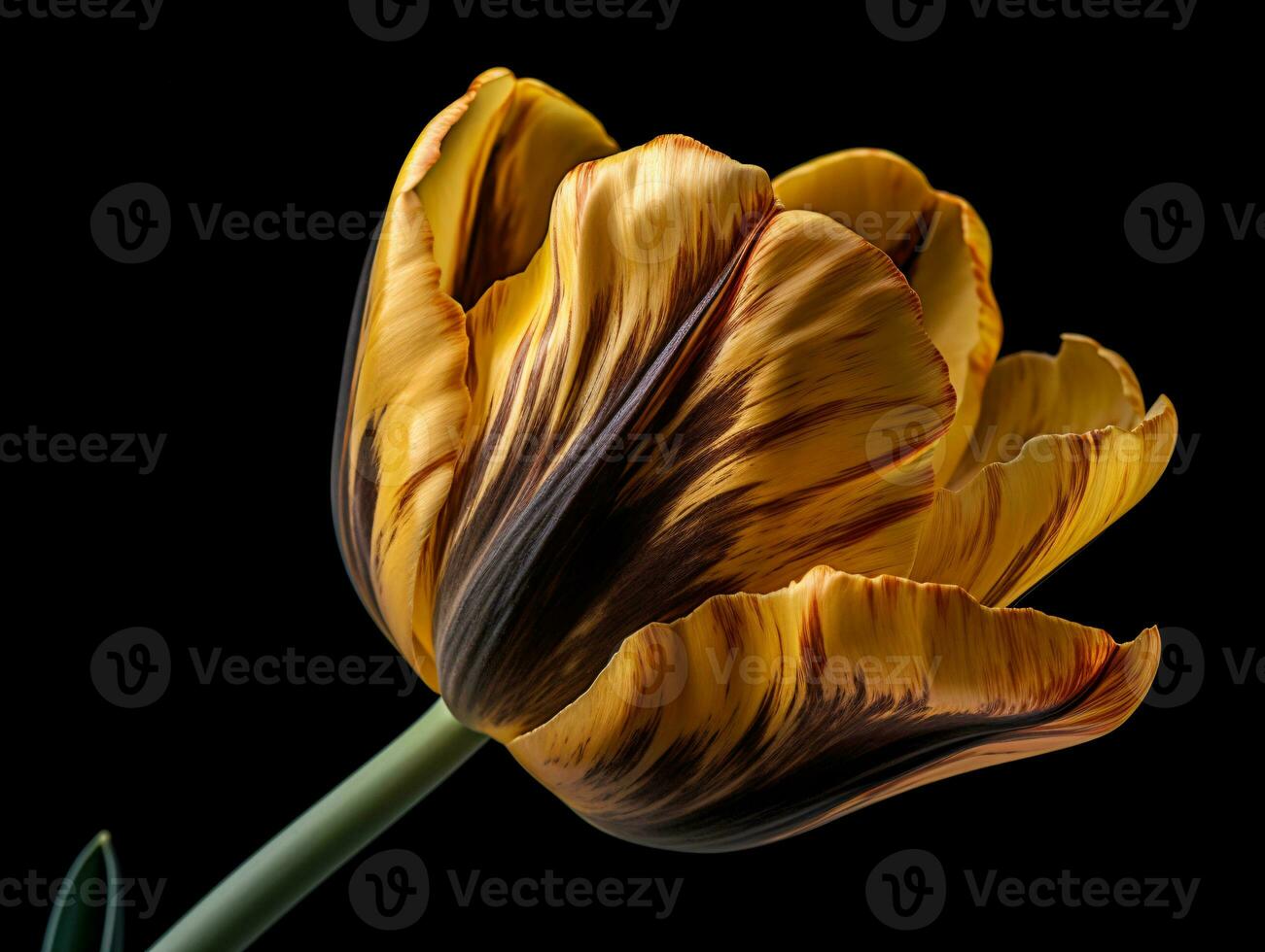 Contrasting Colors - A Stunning Close-Up of a Yellow Tulip Against a Black Background - AI generated photo